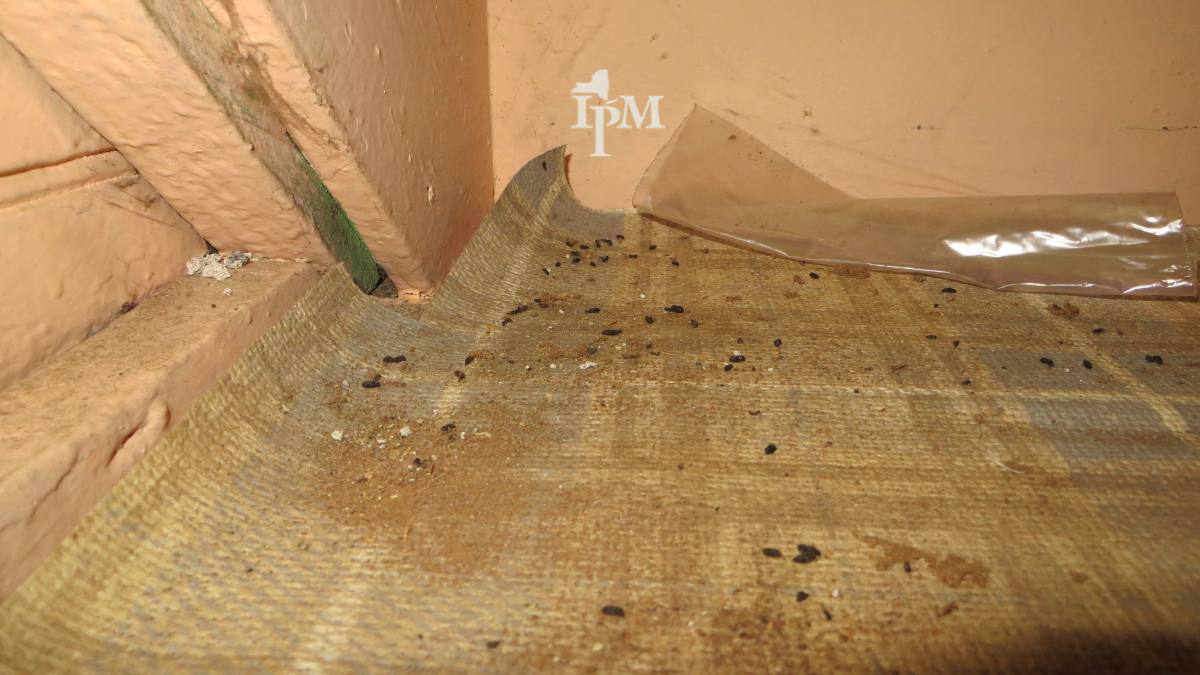 House mouse droppings scattered along a baseboard on the edge of a carpet